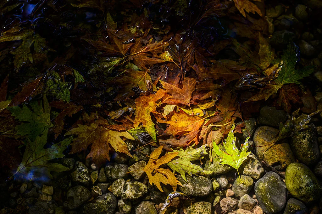 (ts1171) leaves in the stream.jpg