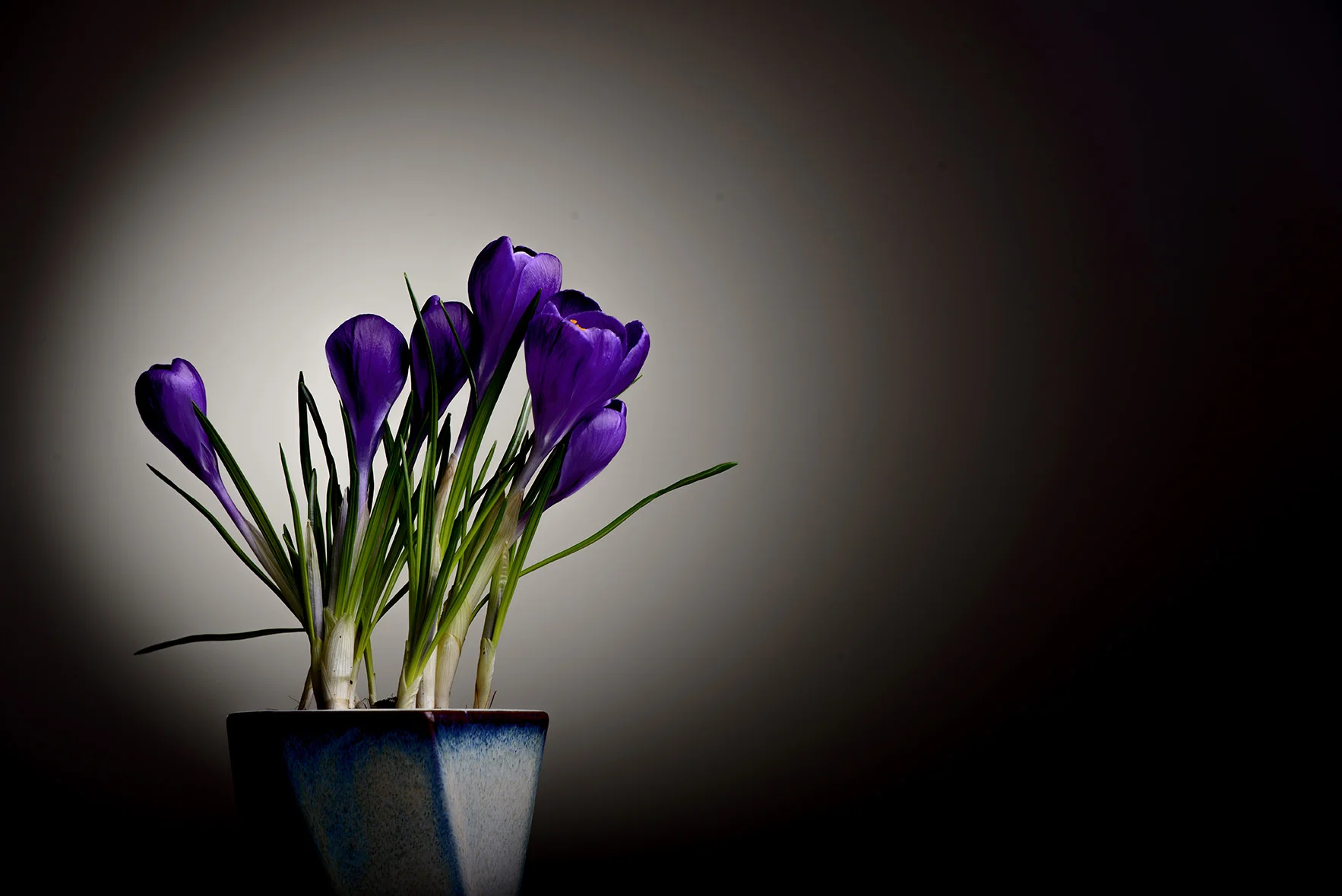 (ts1138) purple flowers in a pot.jpg