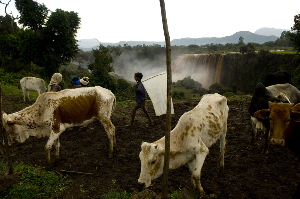 (181) cows by the blue nile falls, ethiopia.jpg