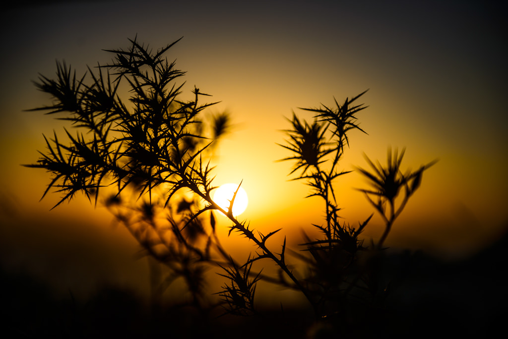 (ts1136) thorns at sunset.jpg