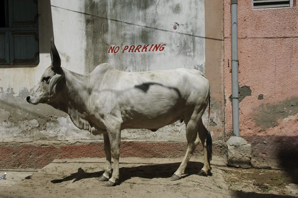 (ts982) a cow with no parking sign, dwarka, india.jpg