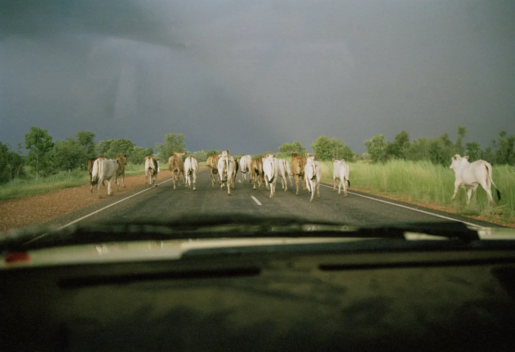 (18) cows, australia50x75.jpg