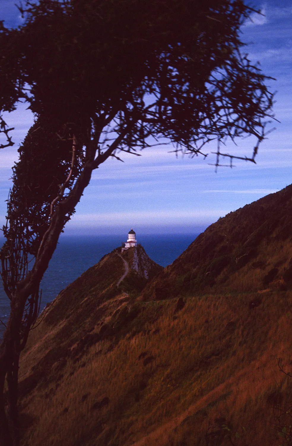 (ts486) the light house in nugget point, new zealand.jpg