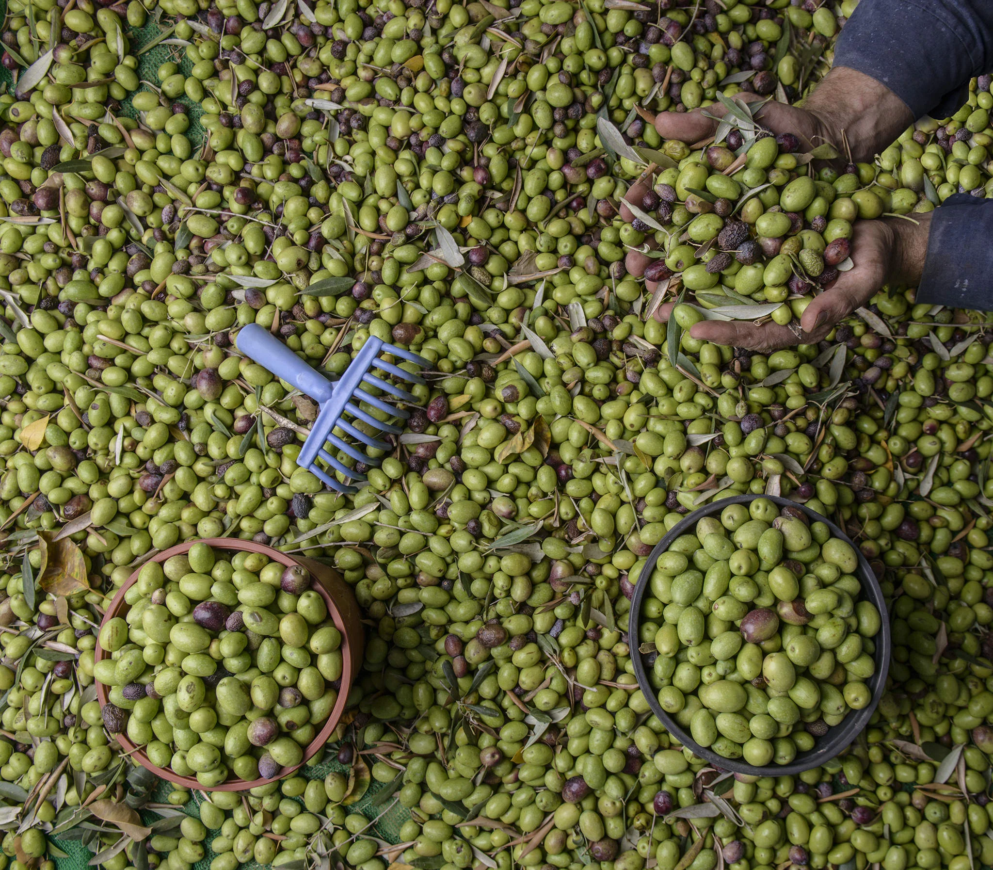 (ts1378) olive harvest with hands.jpg