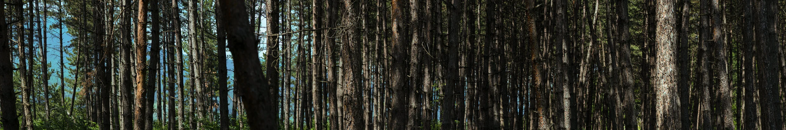 drunken forest panorama final.jpg