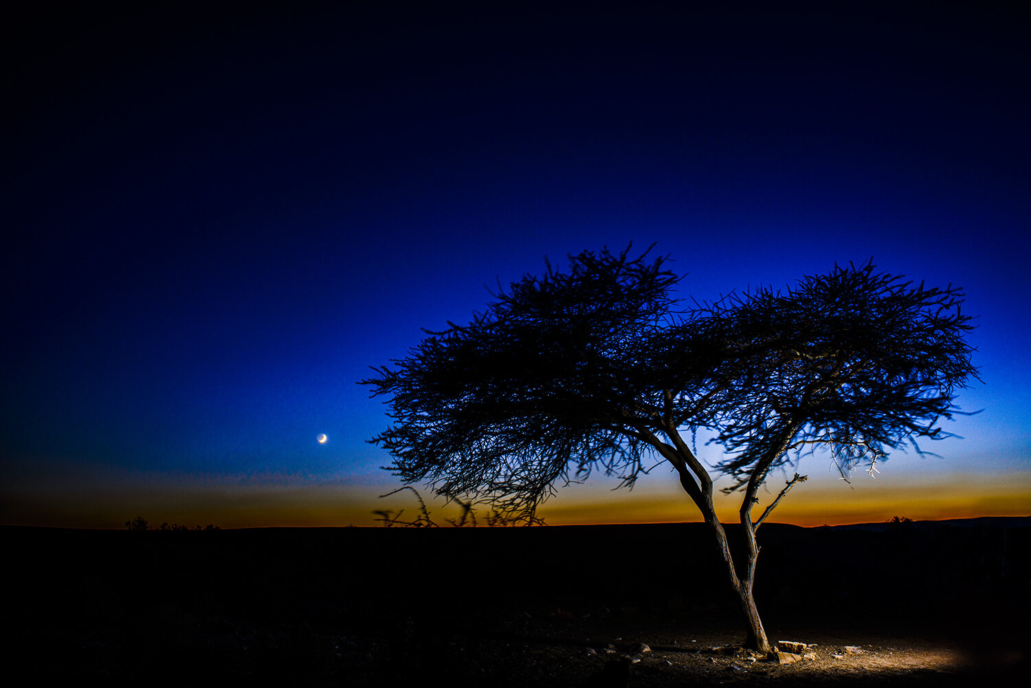 (ts1000) a tree in the desert with the moon, ramon crater, israel.jpg