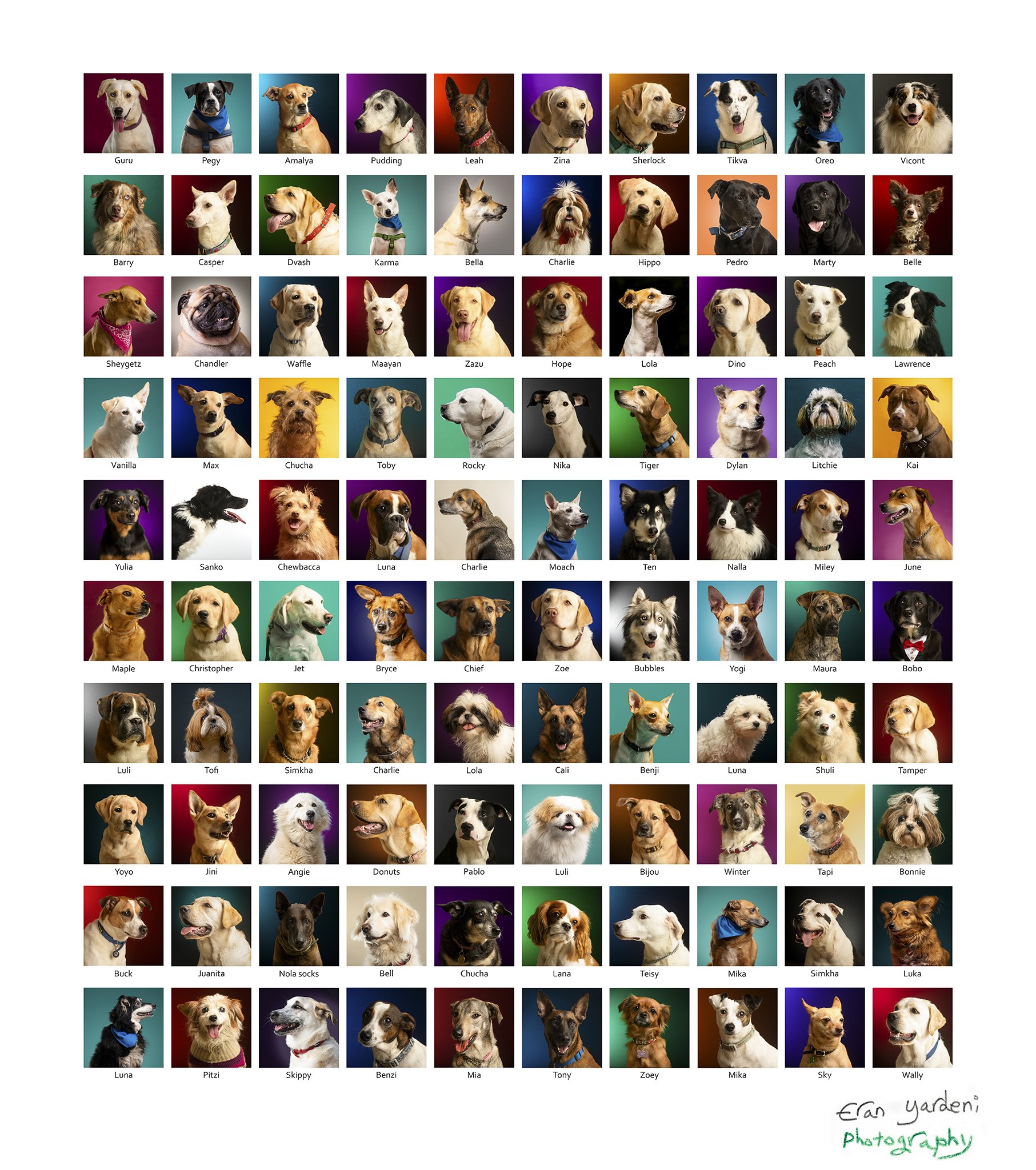 Dogs grid final FEB2022 W signature SEND copy.jpg