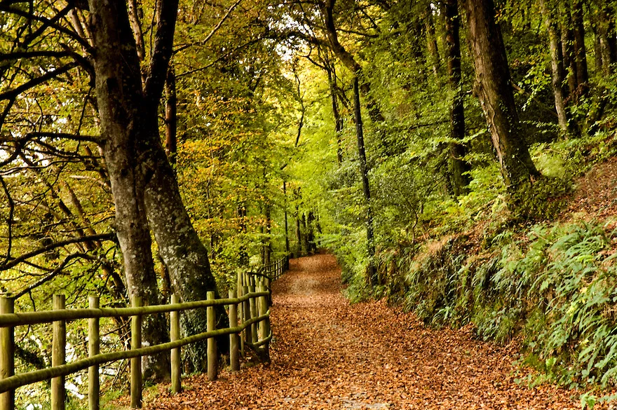 Kilminorth Woods