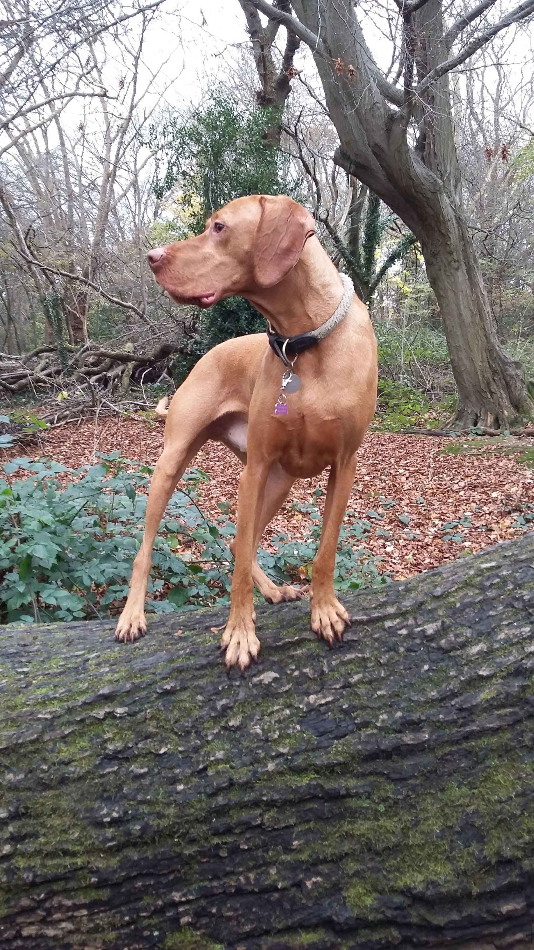 20151110_122637.jpg
