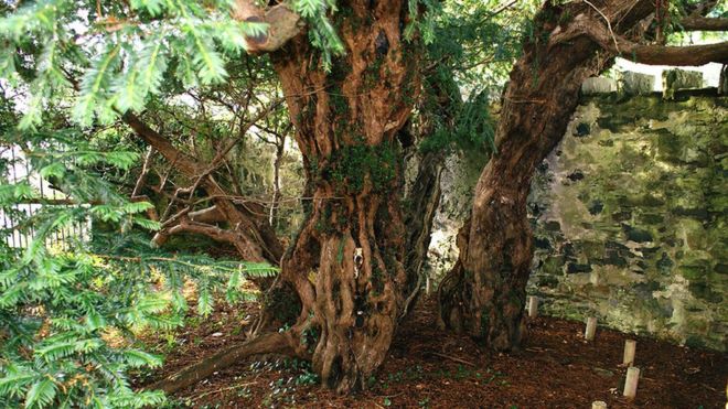 fortingall-yew-trunk.jpg