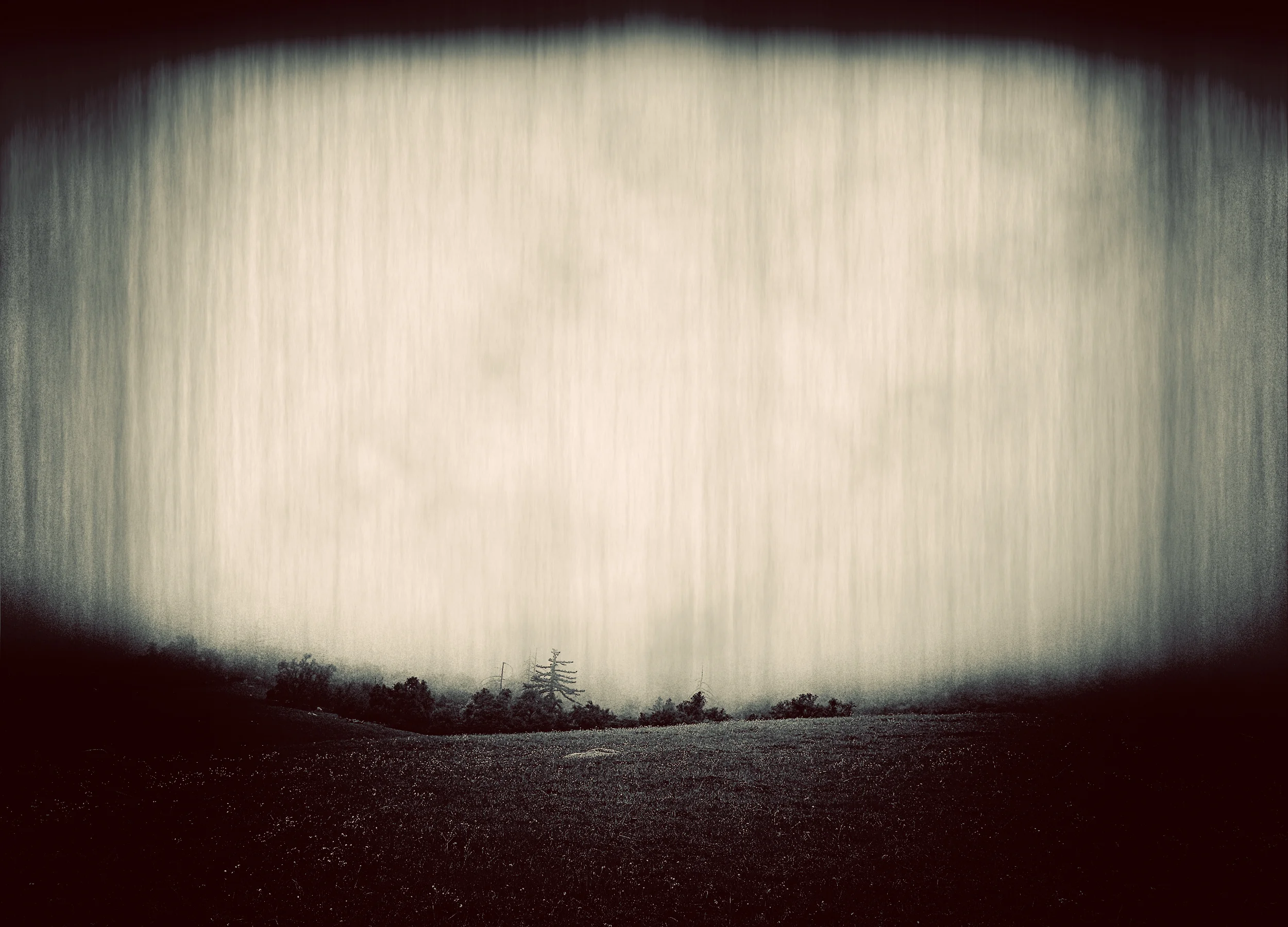 BCA-JULIAN FOG FOREST-Blank.jpeg