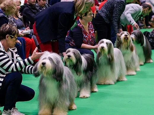 Show Dogs. A misleading title.