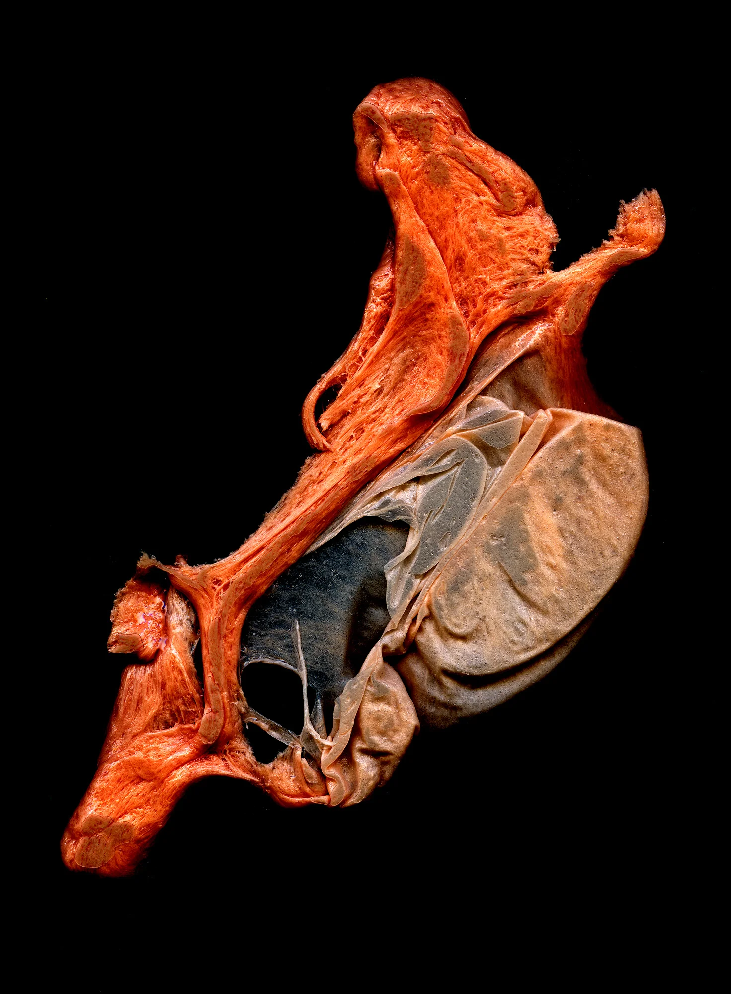 Pig Stomach-2016