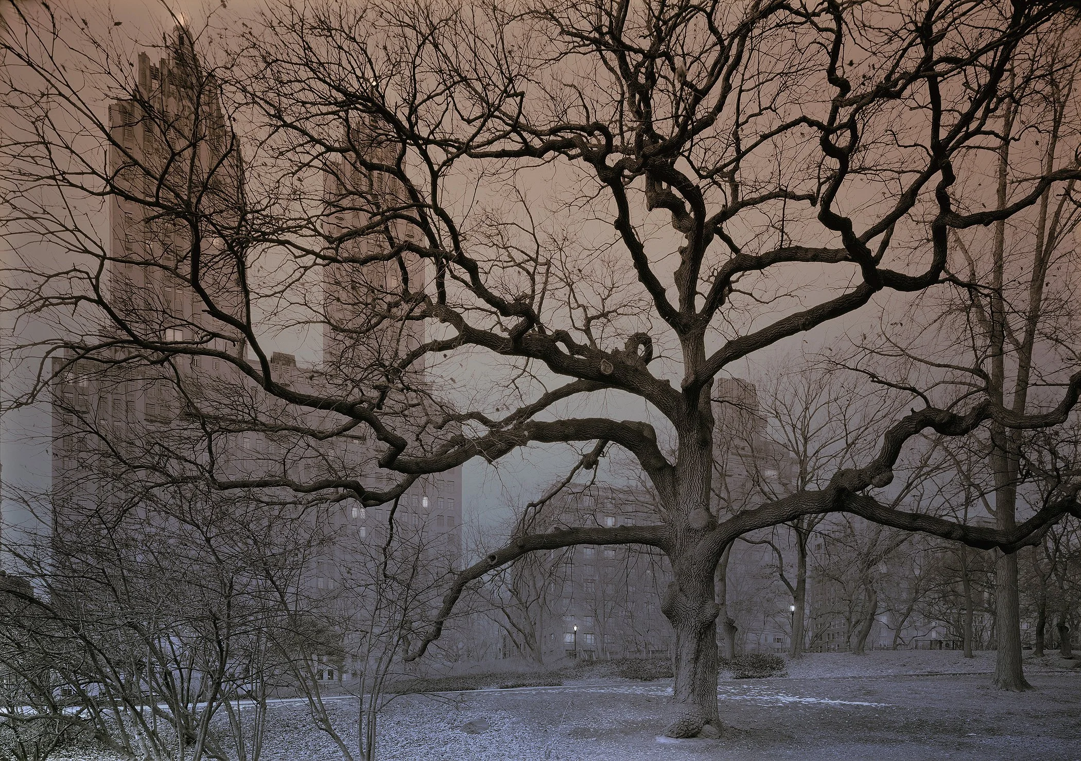 American Elm & El Dorado-2026