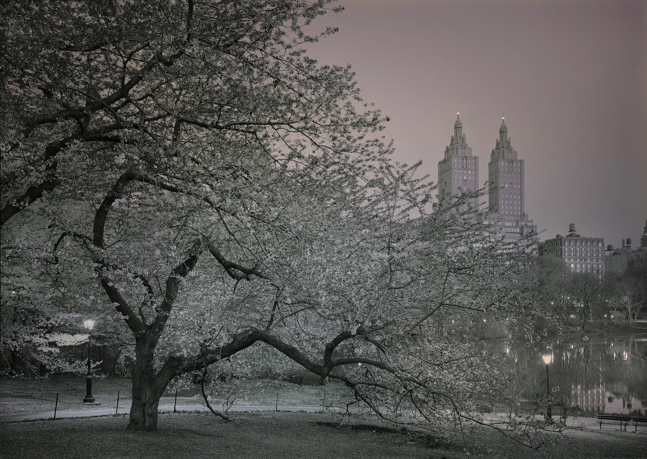 Cherry Blossoms & San Remo-2026