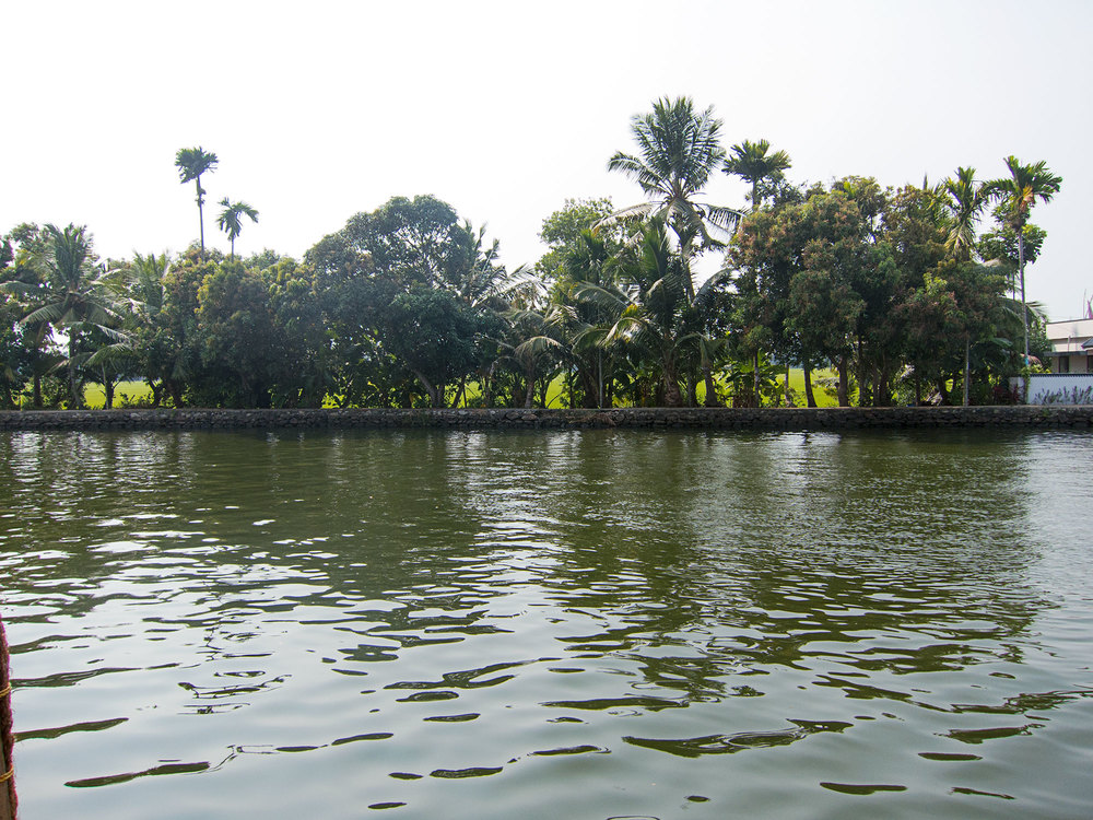Shore of the Kerala backwater.