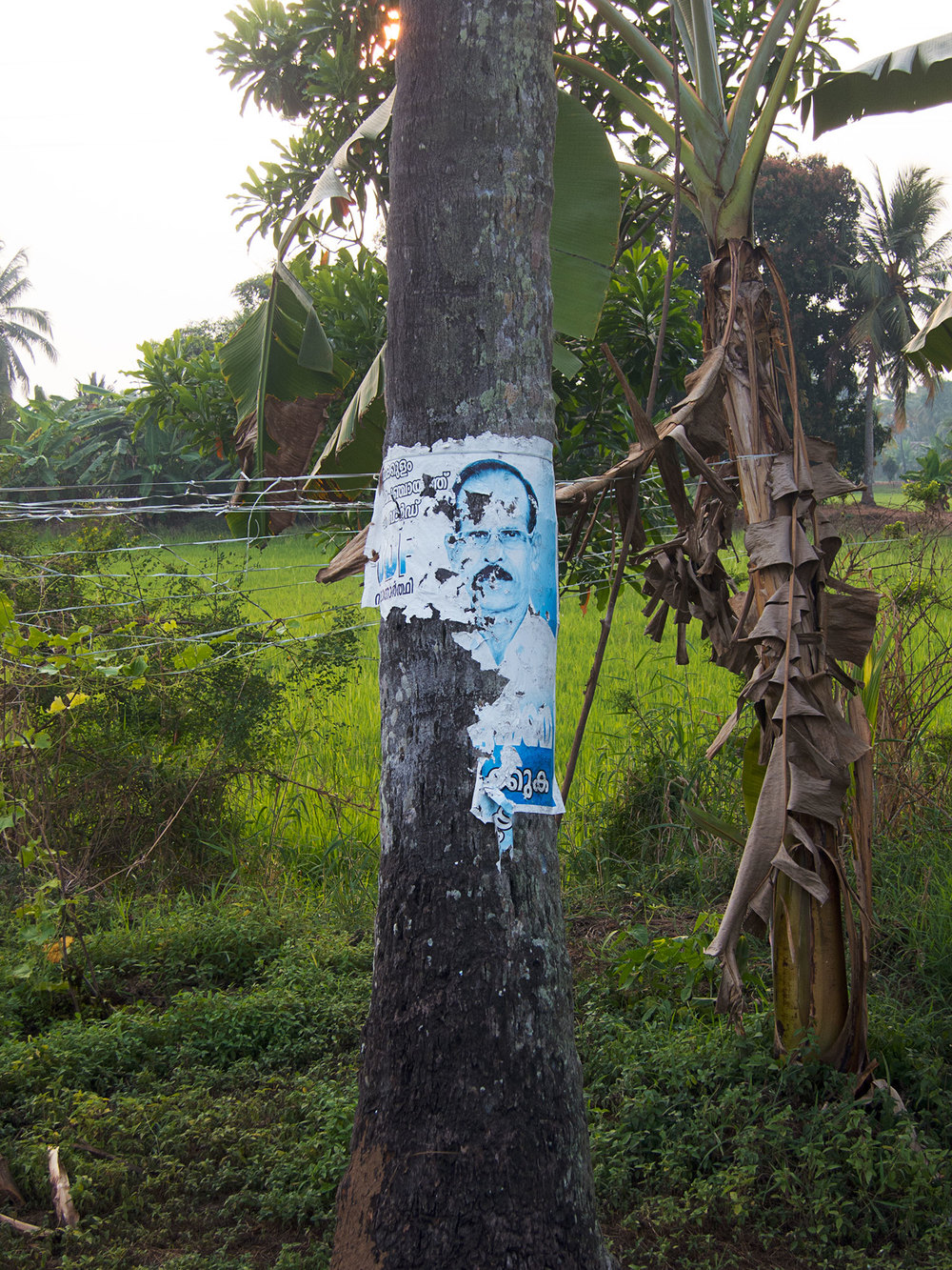 Political poster on a coconut tree.