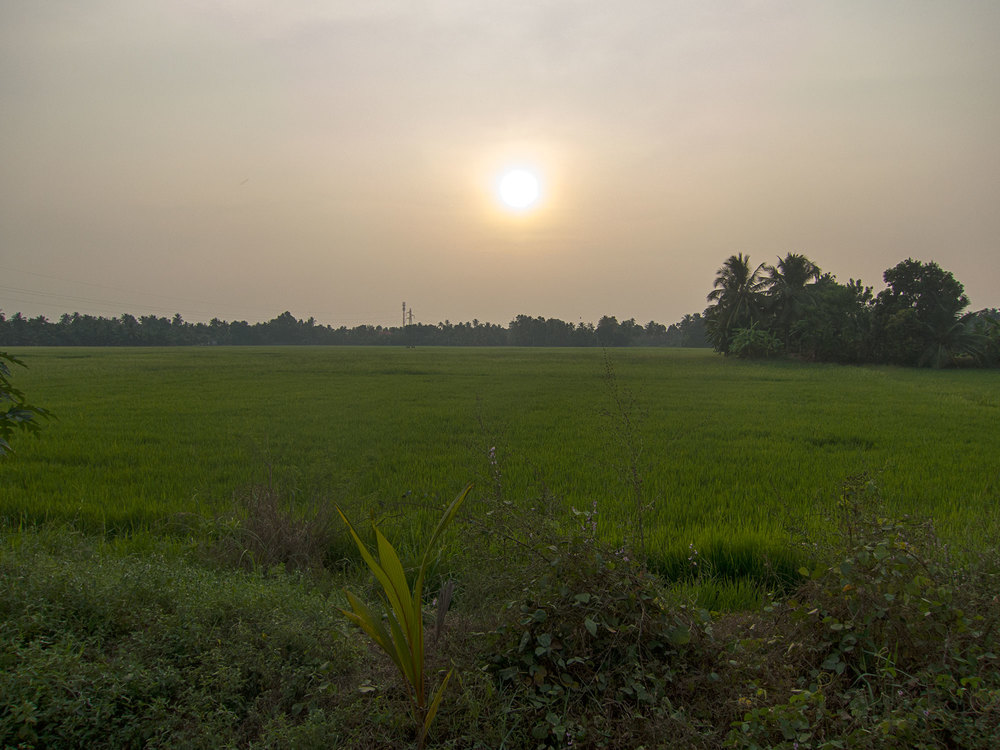 Sunset over the rice paddy in the Kerala backwater.