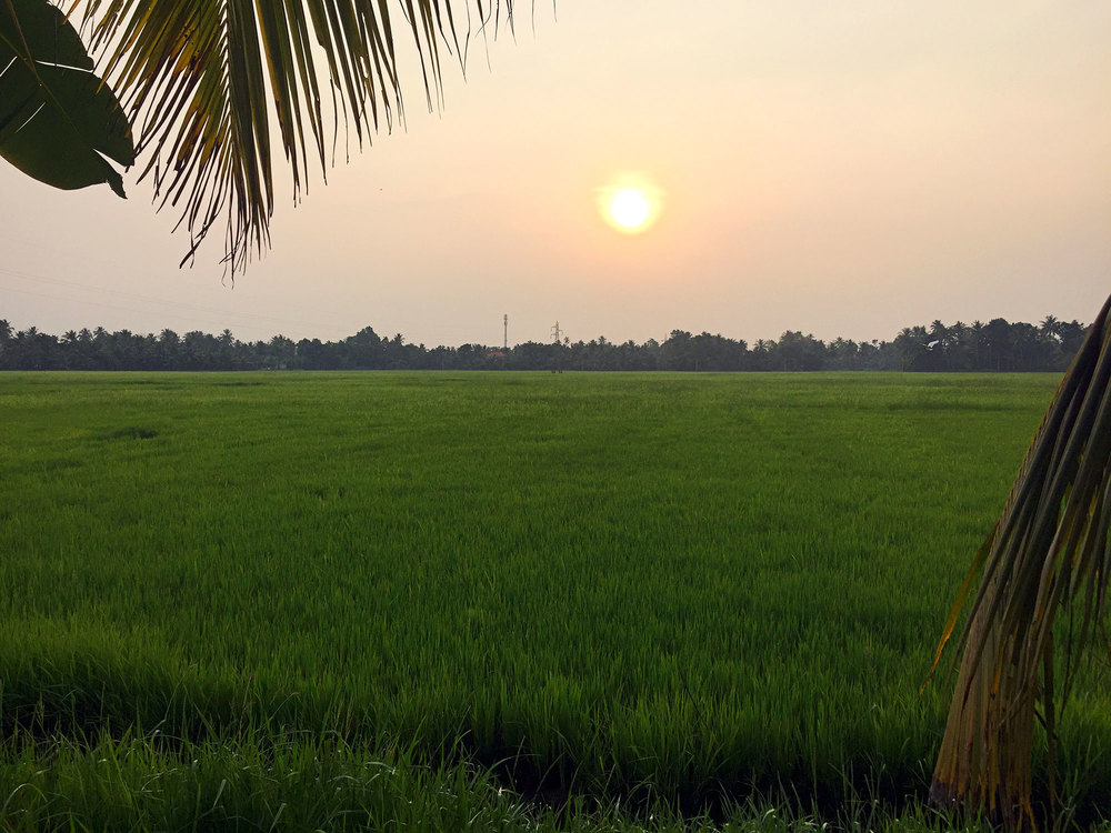 Sunset over the rice paddy in the Kerala backwater.