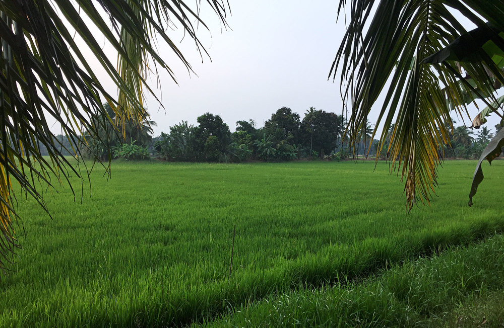 Rice paddy in the Kerala backwater.