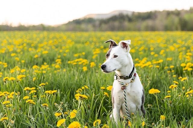 Hey friends! 🤗 Happy Tuesday! The field by my house is completely filled with dandelions right now 🌼 It&rsquo;s really an incredible site I look forward to every spring. So naturally I had to go out at golden hour with my sweet girl. 🐶 All credit 