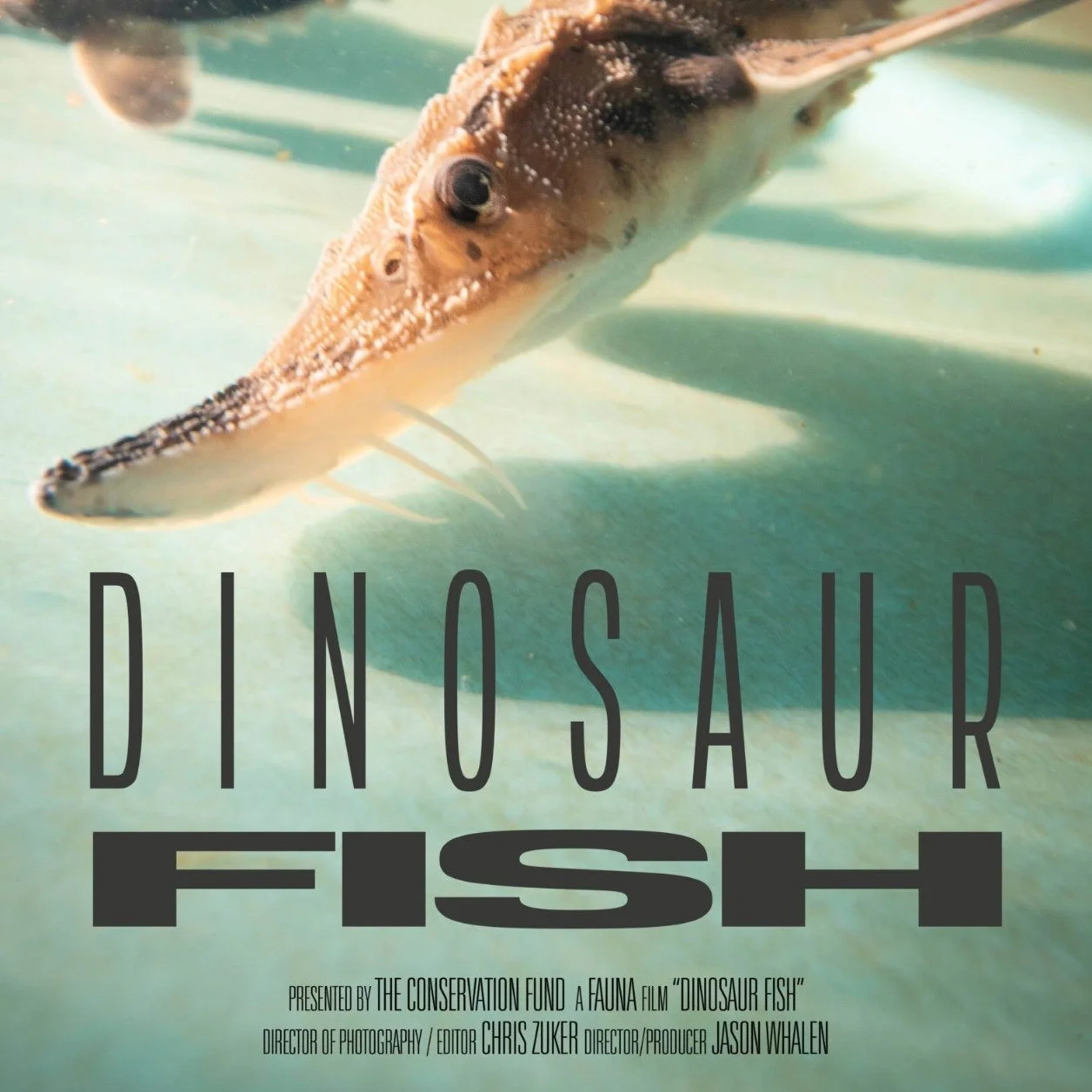 🎬🐟 DINOSAUR FISH IS COMING TO ORACLE! 🐟🎬

What do dinosaurs, the Great Lakes, and Saginaw Bay have in common?

Lake sturgeon.

On Tuesday, September 15, we&rsquo;re screening Dinosaur Fish, a 23-minute documentary that tells the incredible story 