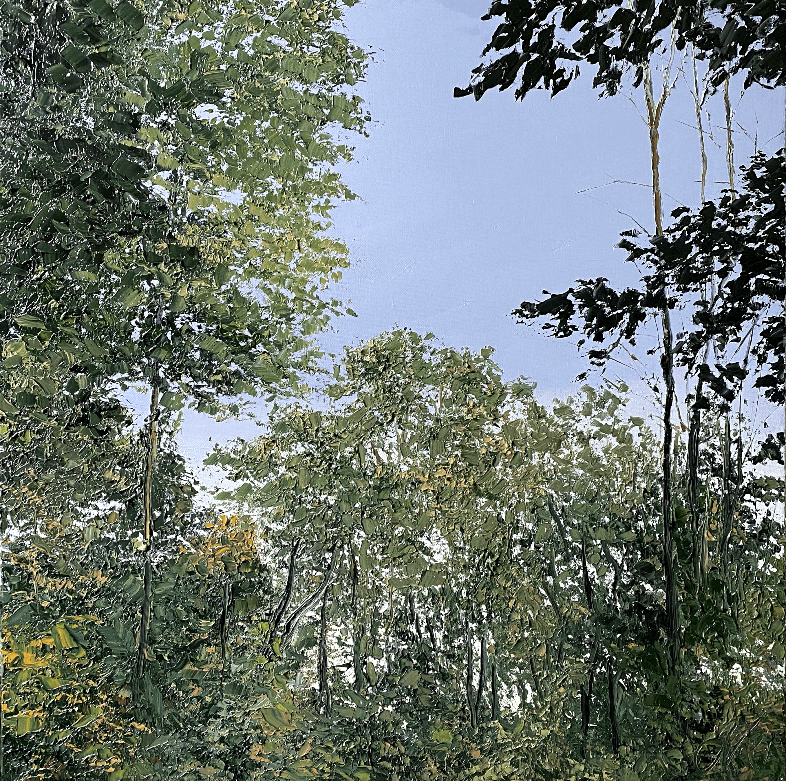Pleasant Canopy