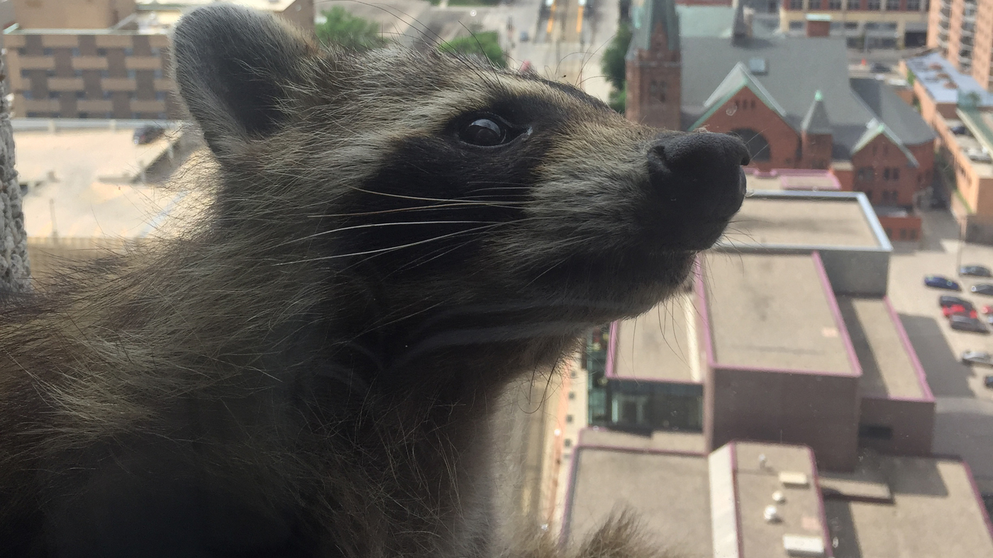 raccoon.jpg