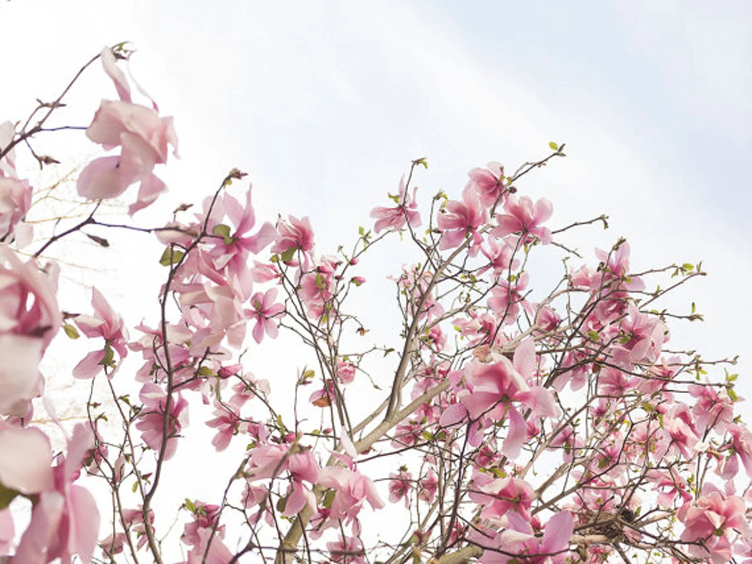 Spring Magnolia Tree #1