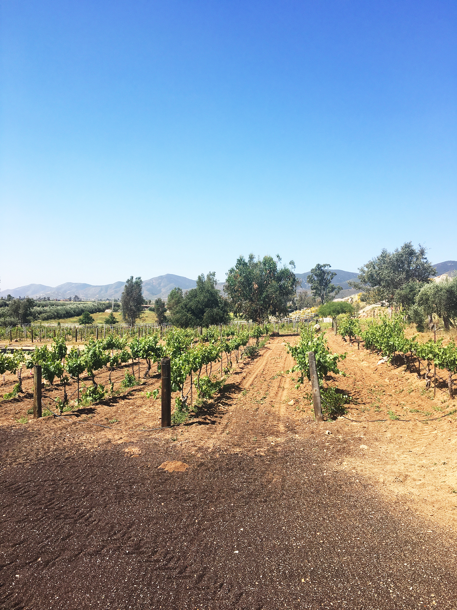 vallevineyard.jpg