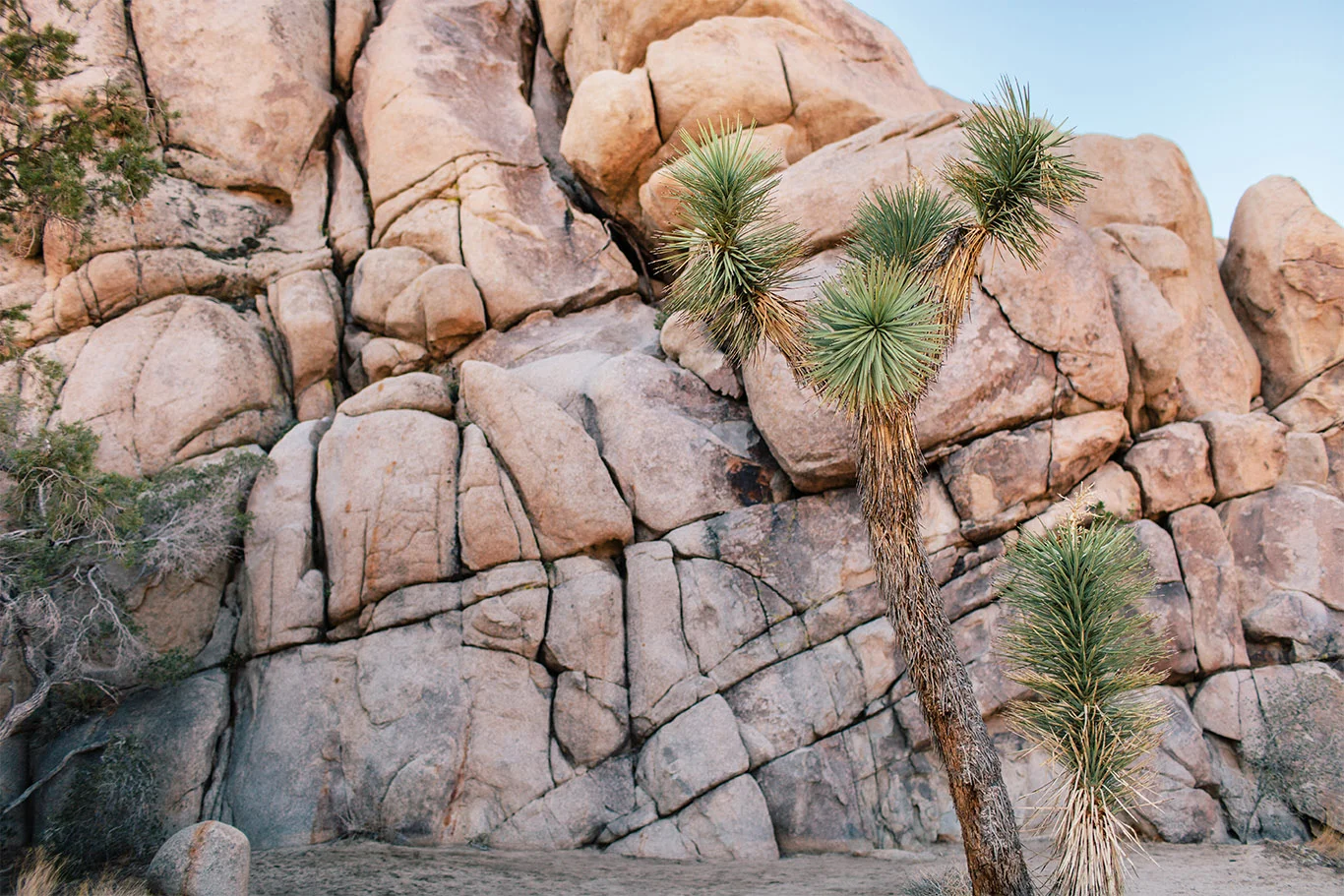 JoshuaTree_lowres.jpg