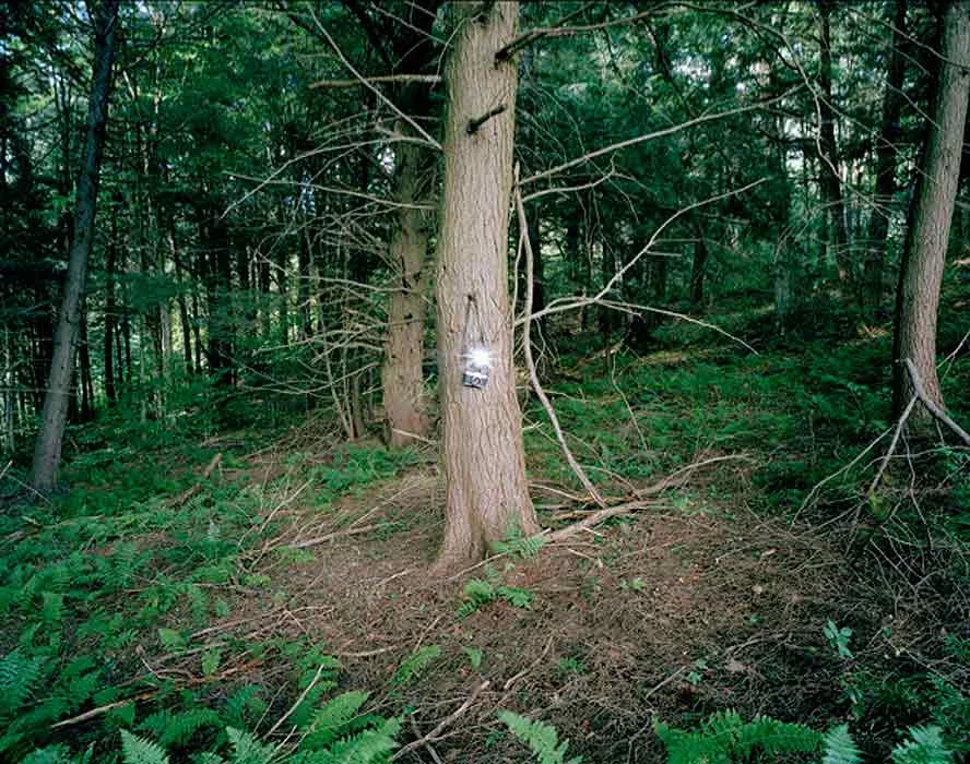 A CAMERA IN THE FOREST