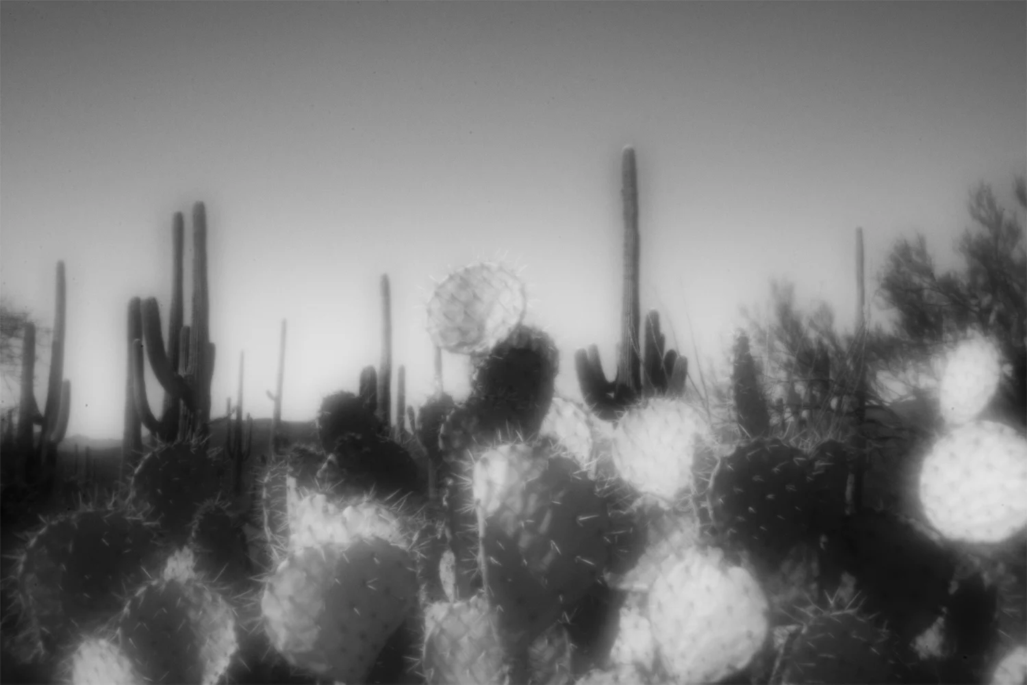 Prickly-PearC72.jpg