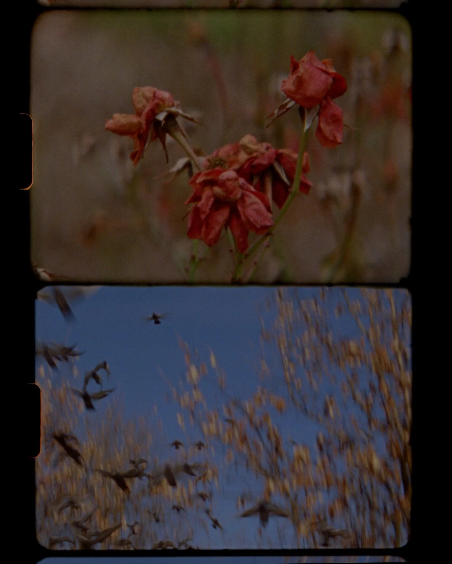 2026 began with a lovely music video commission for @lawrencekim2 for his new single &ldquo;madeleine.&rdquo; 

shot over the course of 3 days, in the rain, sun, and snow, i was thinking about empty spaces and small beautiful lonely things. pieces of