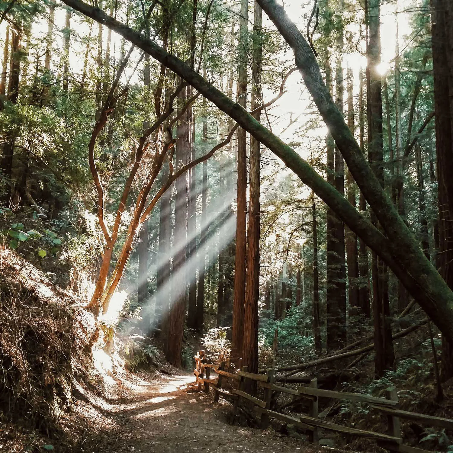 redwood park.jpg