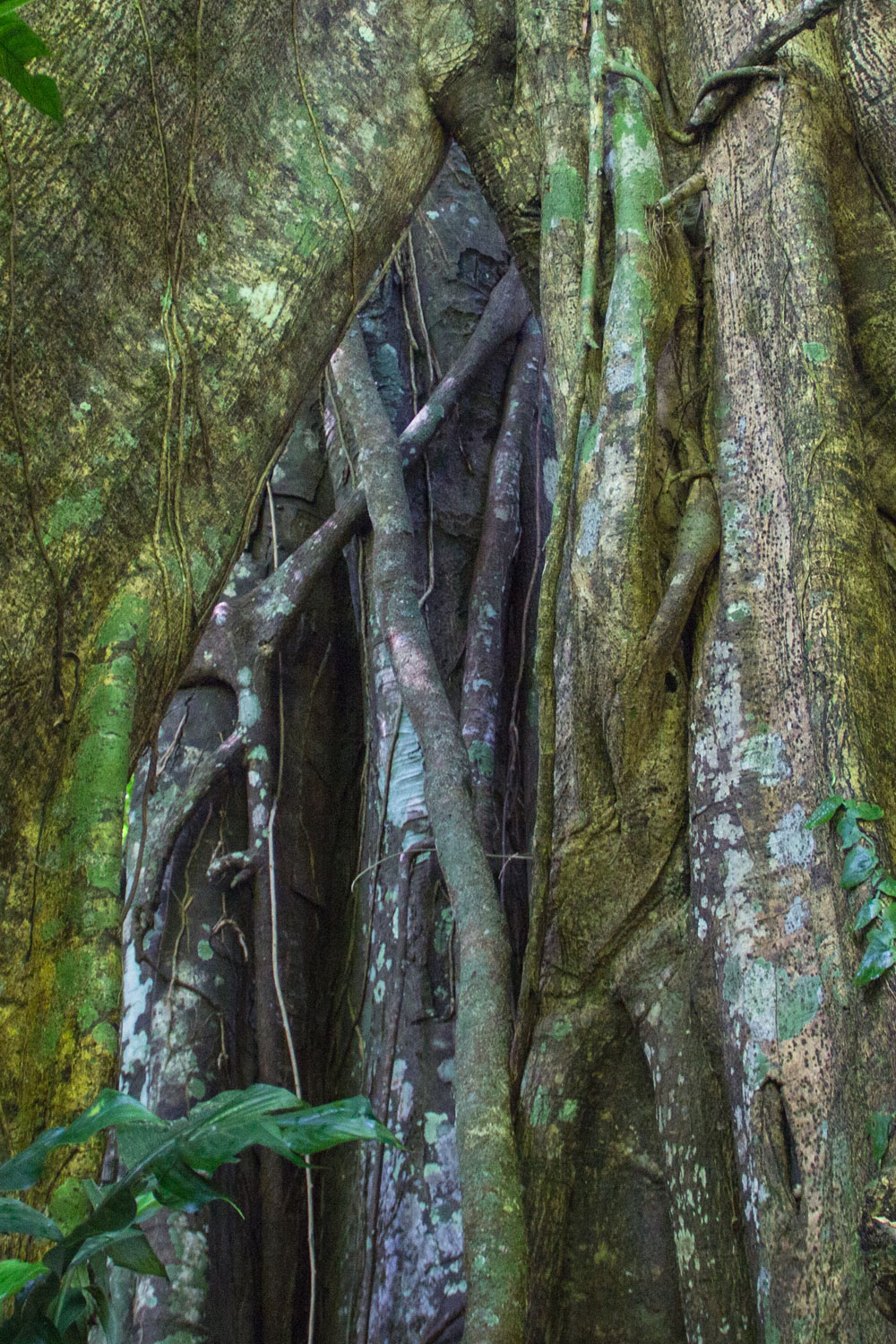 centinelas-arbol-tree-majestuso-mexico-ulises-santamaria-cover-21.jpg