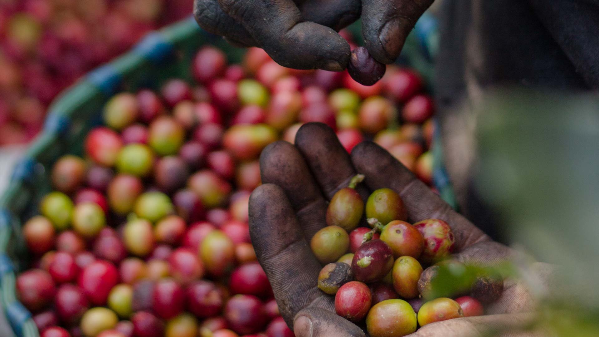 cherry-coffee-picking-coatepec-veracruz-03.jpg