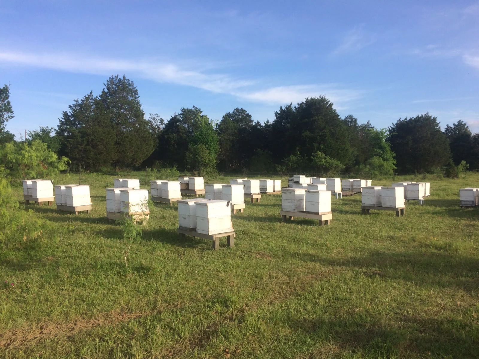 beehive-austin-farm.jpg