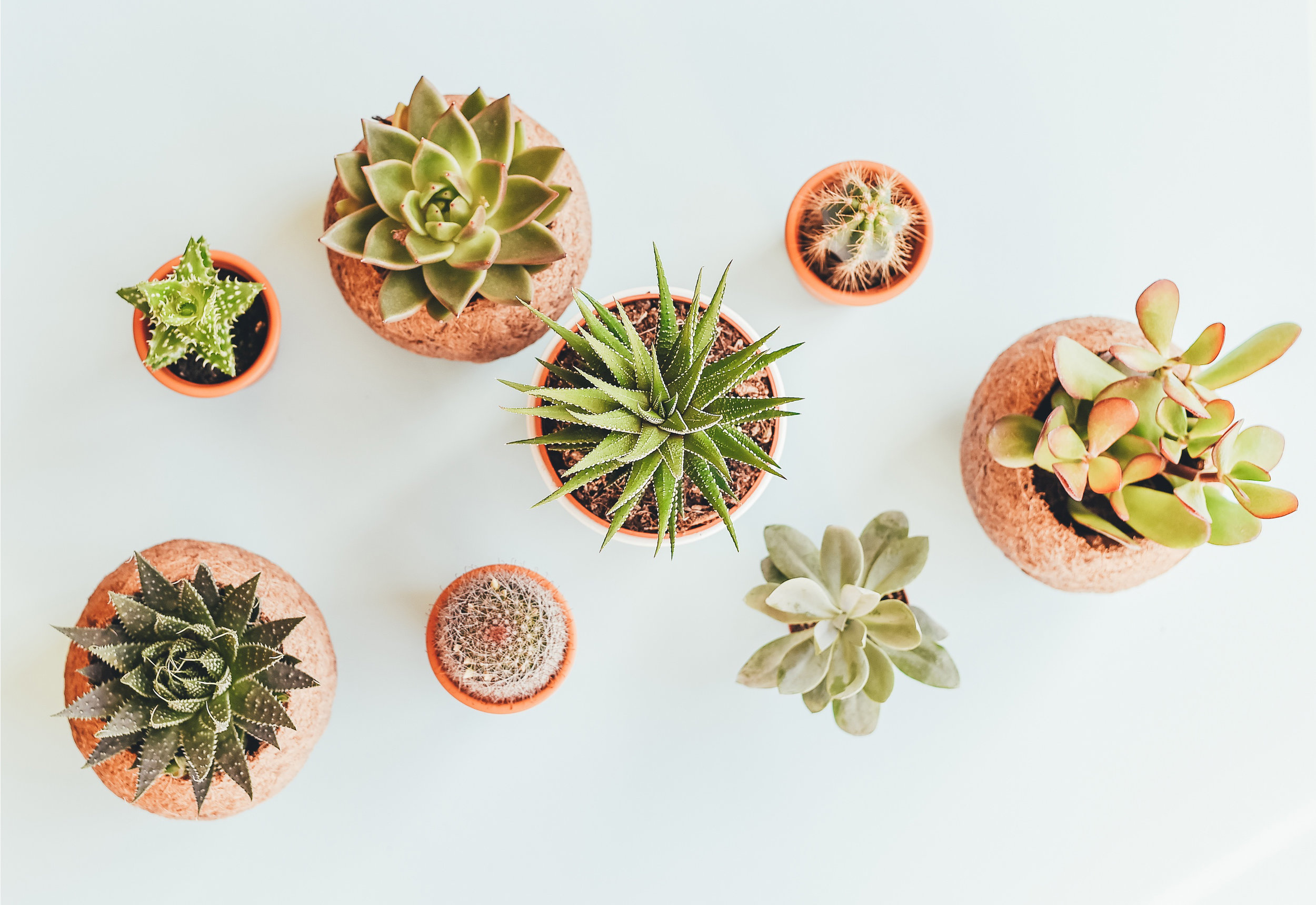 succulents_wide.jpg