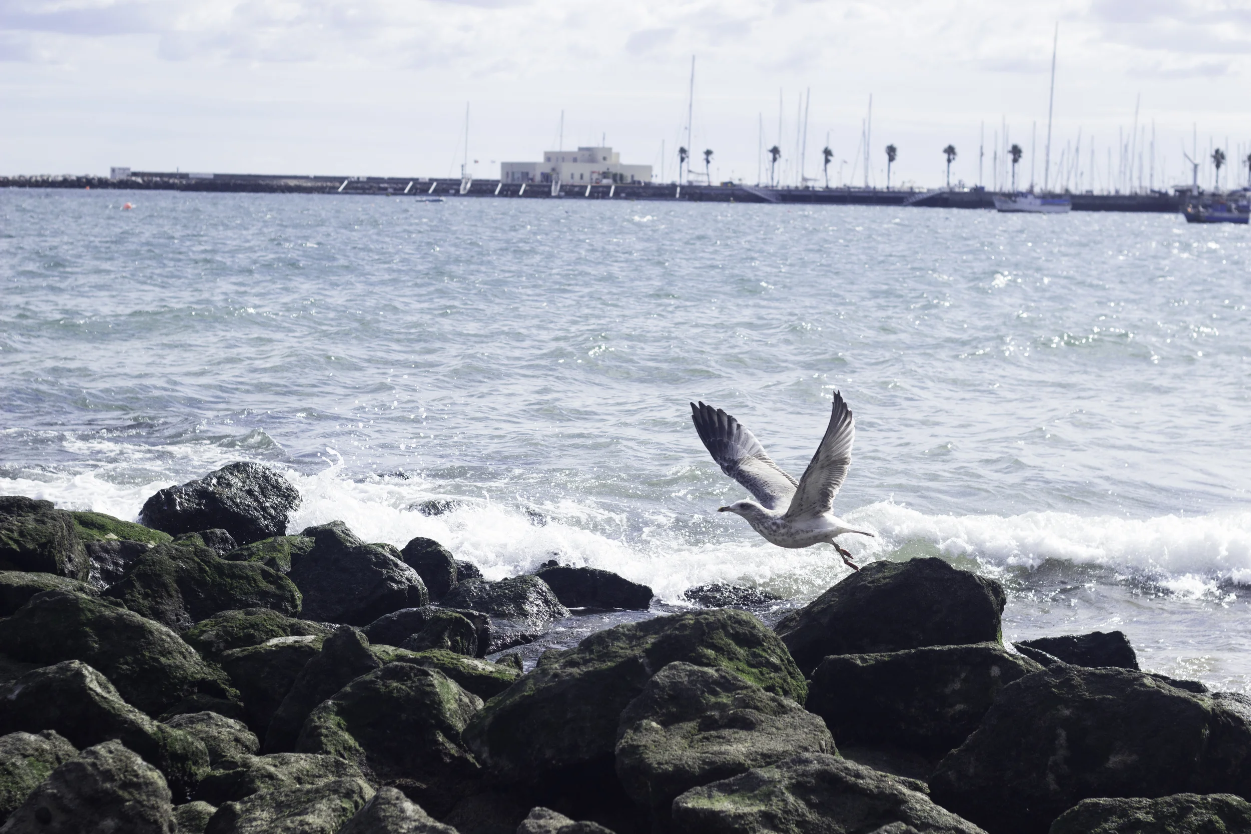 TAKING FLIGHT...