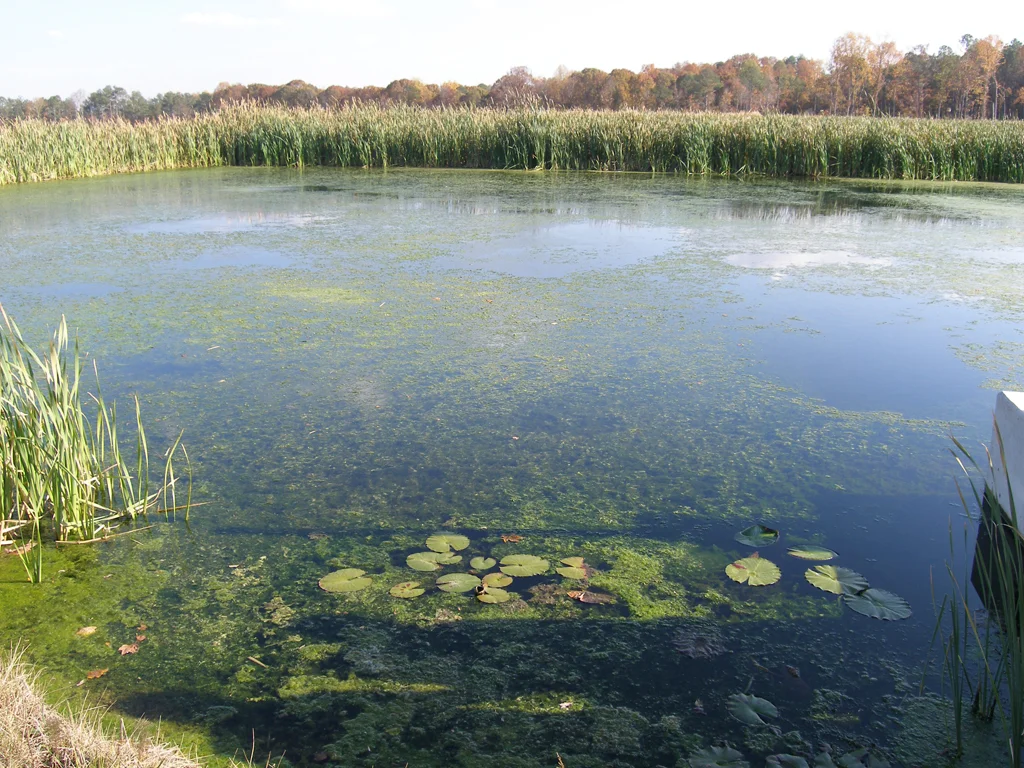 The Huie Constructed Wetlands in Clayton County, GA. Source: American Academy of Environmental Engineers & Scientists .