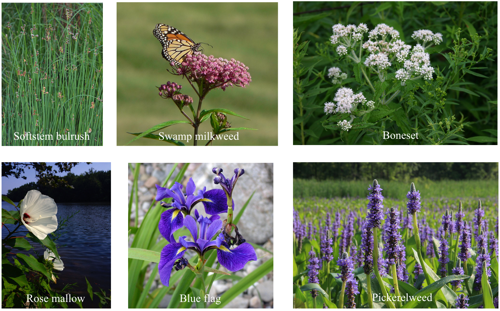 Plant species present in the wetland. Photos: Wikipedia .