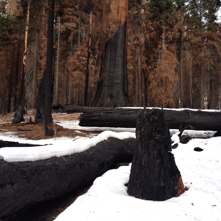 Burnt Sequoia's at Moro Rock, California.