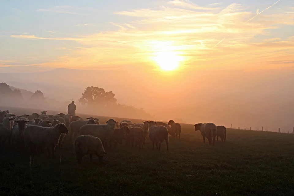 shepherd.jpg