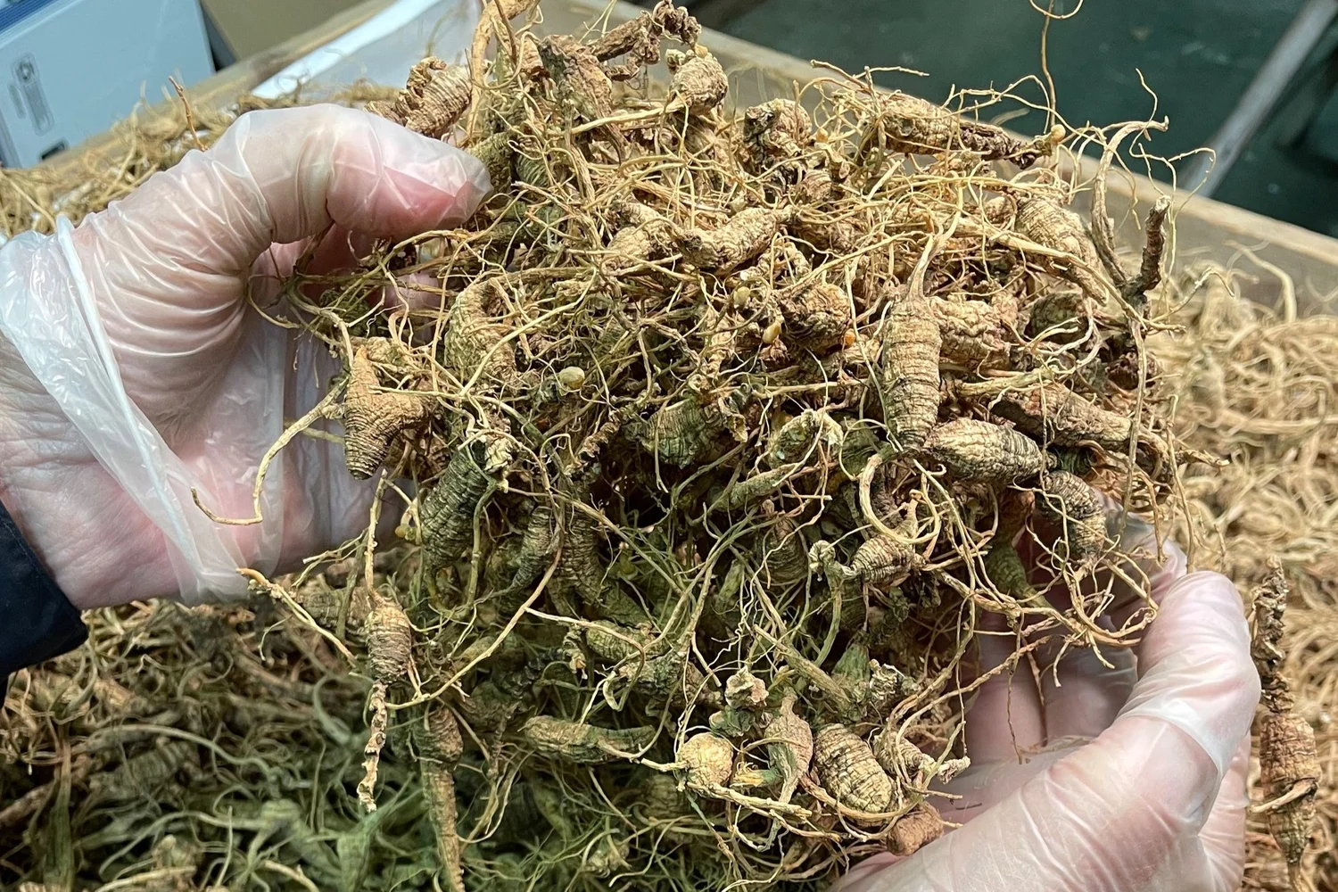 Great Northern Ginseng Co.