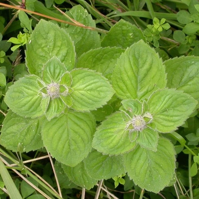 blad1-g.jpg