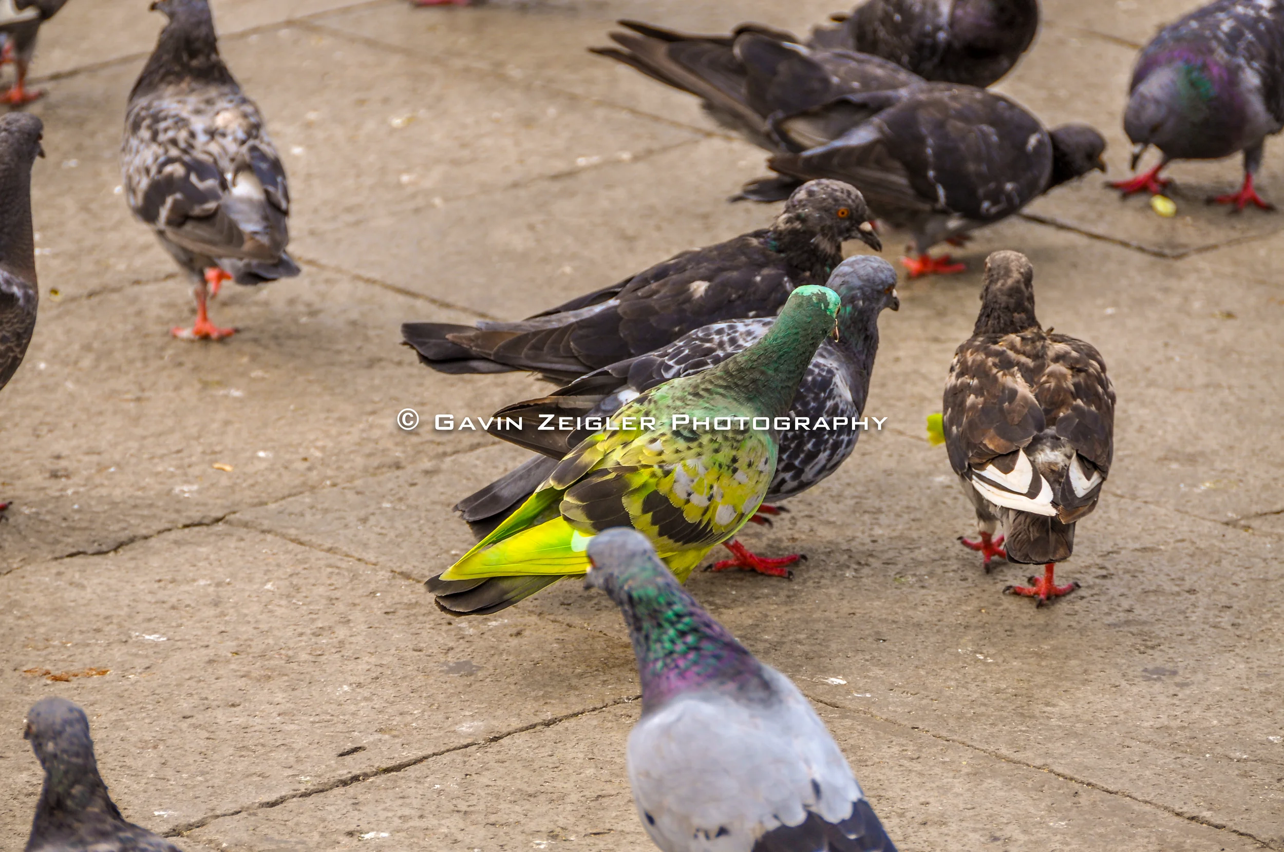 DSC_0005_23071.jpg