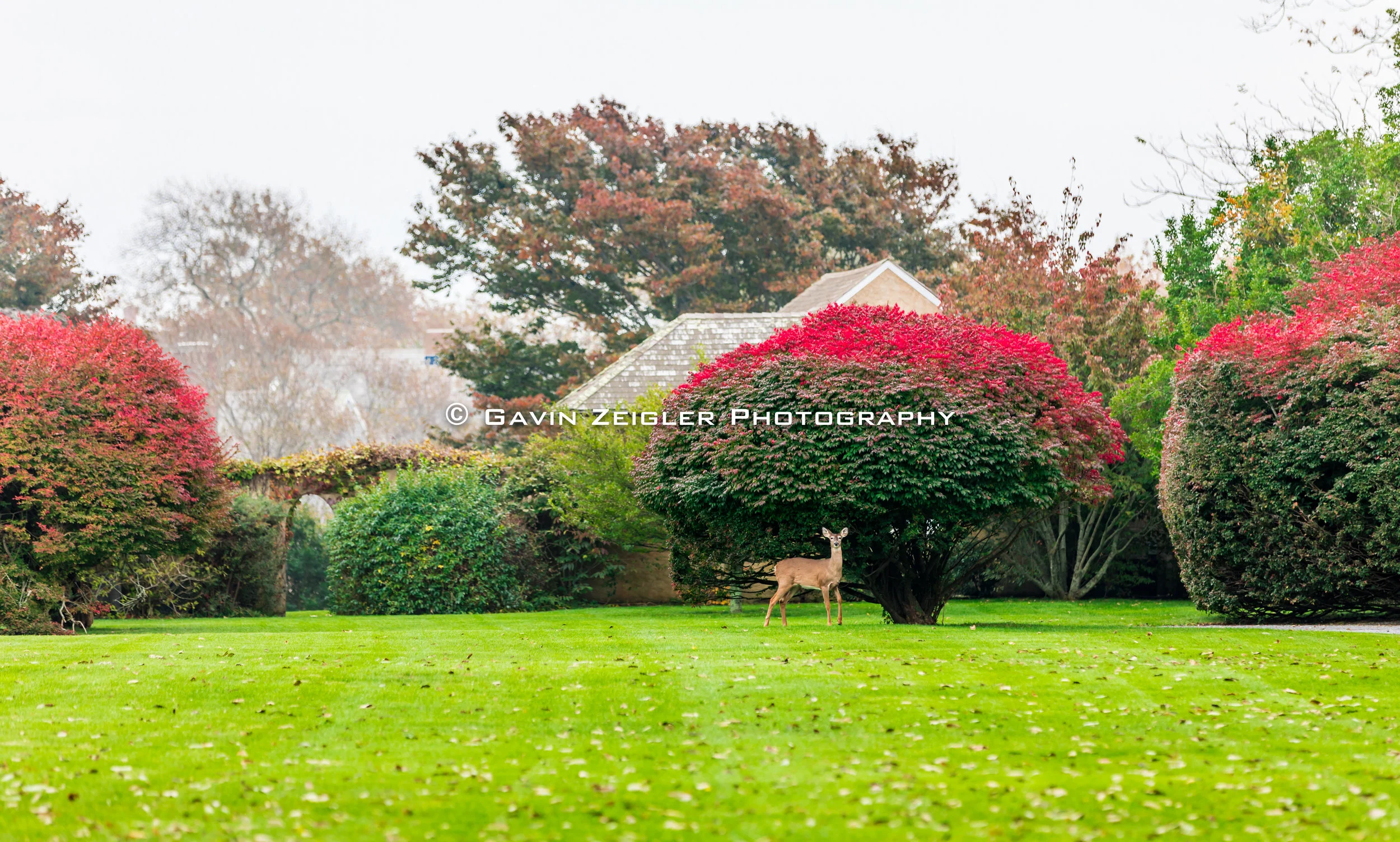 deer-1208.jpg
