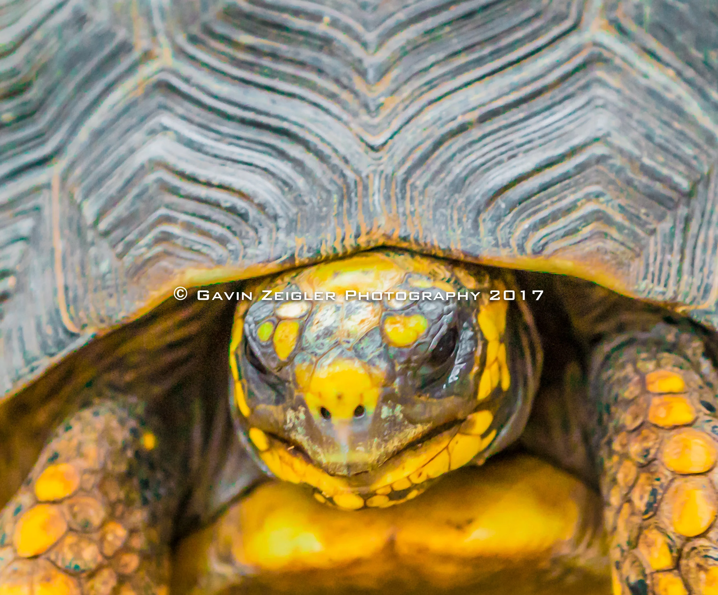 turtle-1.jpg