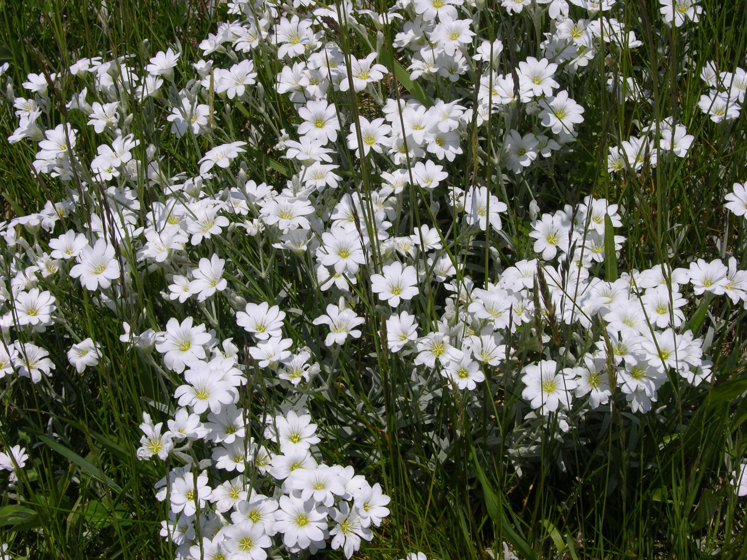 Household Annual ISA(UU) Membership